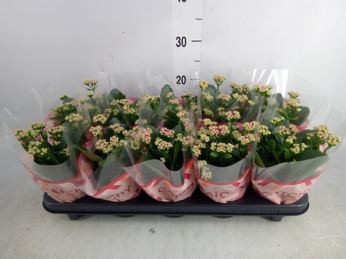 <h4>Kalanchoe blos. 'RosDon Geraldo'</h4>