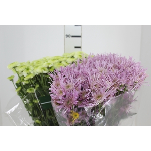 CRISANTEMO SANTINI VARIADO 080 CM