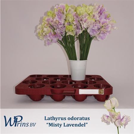 <h4>Lathyrus Mist Lavendel</h4>