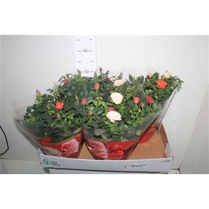 ** Ro Fav Festiv Gem Ip Schaal ** Promo