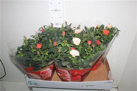 <h4>** Ro Fav Festiv Gem Ip Schaal ** Promo</h4>