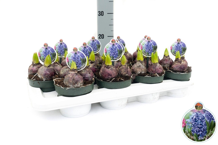 <h4>Hyacint Blue Pearl</h4>