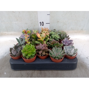 Succulents   ...