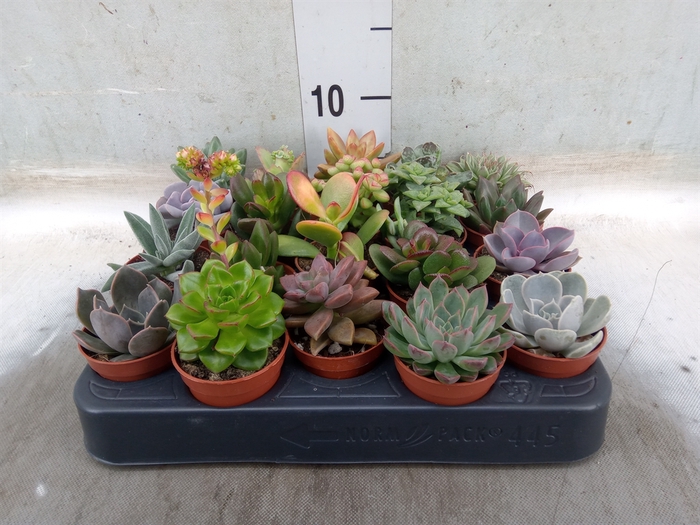 <h4>Succulents   ...</h4>