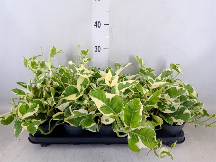 <h4>Epipremnum pinn. 'NJoy'</h4>