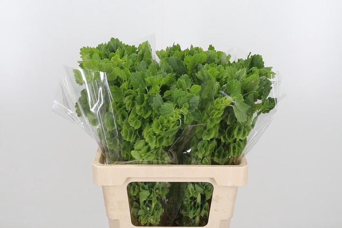 <h4>Moluccella Overig</h4>