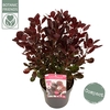 Cotinus coggygria