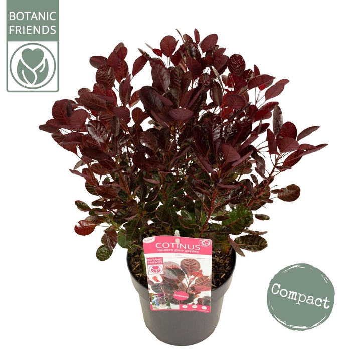 Cotinus coggygria