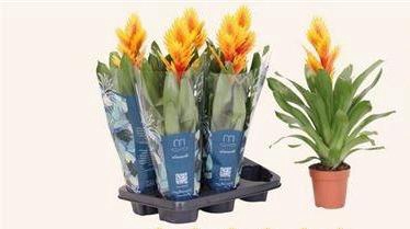 <h4>Vries Intenso Flame</h4>