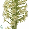 Eucomis P-e Goliath