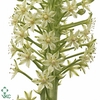 Eucomis pole-evansii Goliath