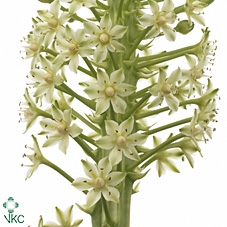 EUCOMIS P-E GOLIATH