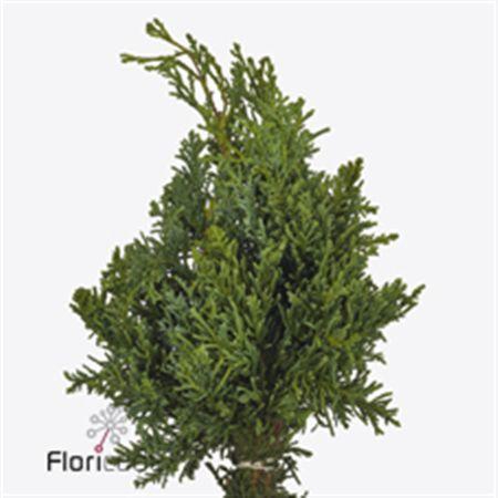 <h4>Co Chama Laws Lycopodioi</h4>