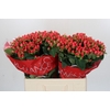 Hypericum Sweet Romance