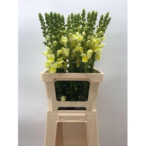 Antir Antibes Yellow