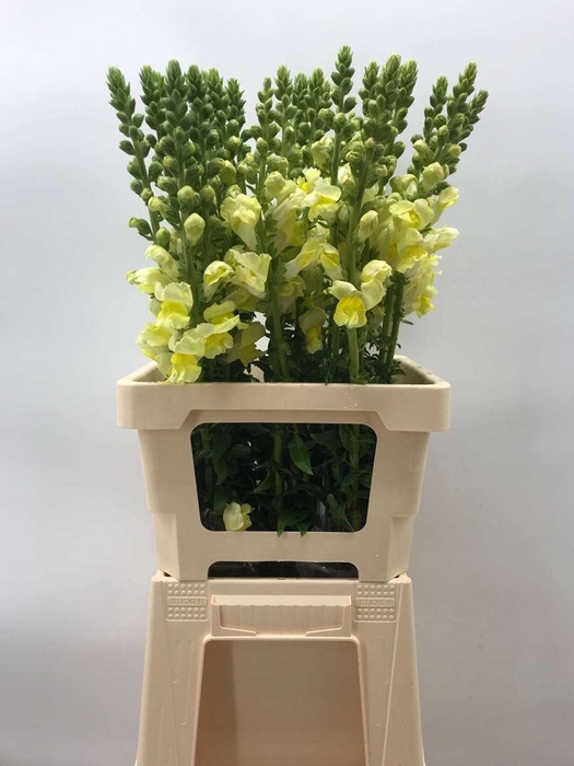 <h4>Antir Antibes Yellow</h4>