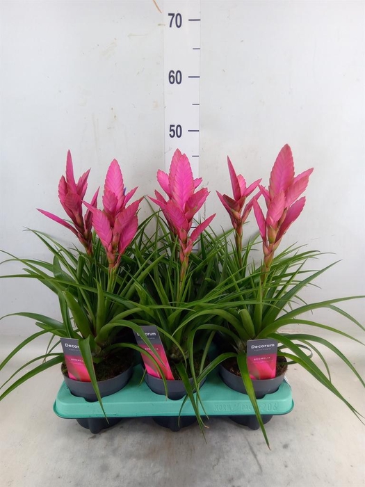 <h4>Tillandsia  'Amira'</h4>