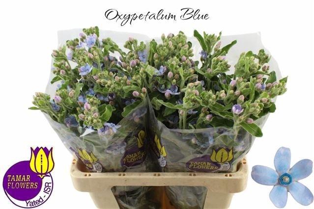 Oxy Co Tan Pure Blu