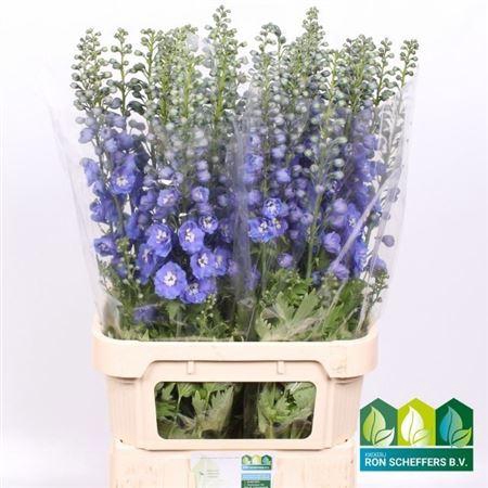<h4>Delph Du Aurora Blue</h4>