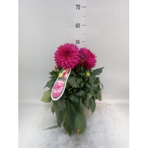 Dahlia DE 'XXL Aztec'   ...patio
