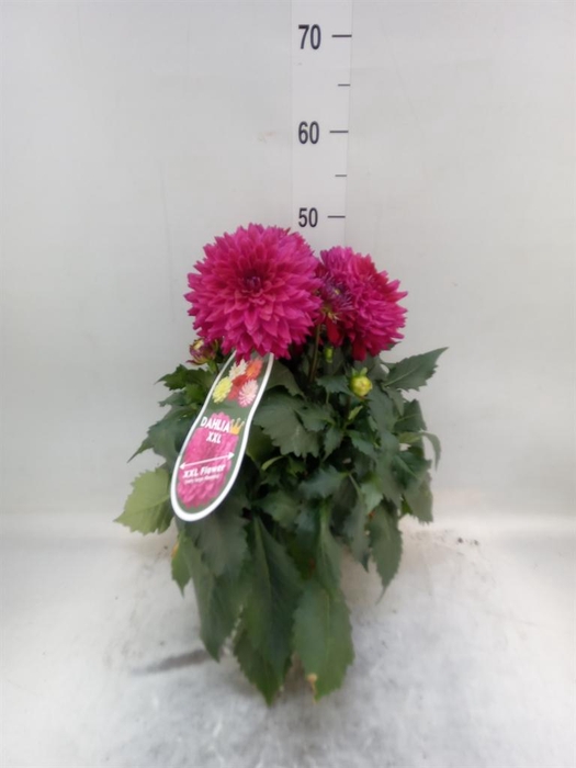 <h4>Dahlia DE 'XXL Aztec' ...patio</h4>