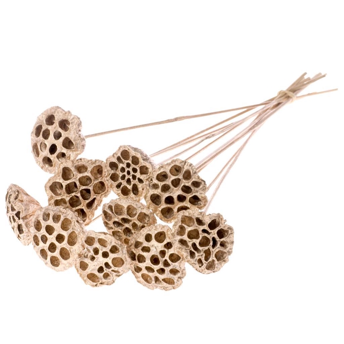 <h4>Lotus O/s Warm Gold</h4>