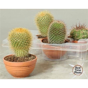 Cactus overig
