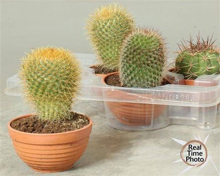 <h4>Cactus overig</h4>