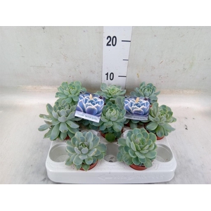 Echeveria   ...
