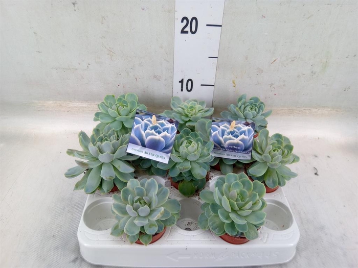 <h4>Echeveria   ...</h4>
