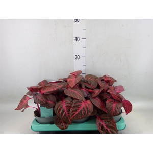 Iresine herbstii 'Rich Redstar'