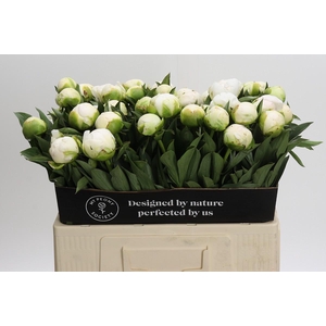 Paeonia Madame Claude Tain