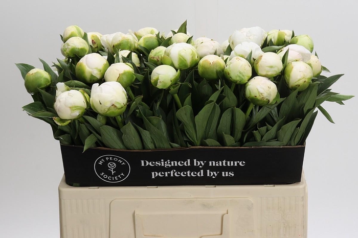 <h4>Paeonia Madame Claude Tain</h4>