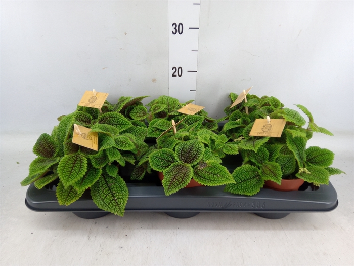 <h4>Pilea alumi</h4>