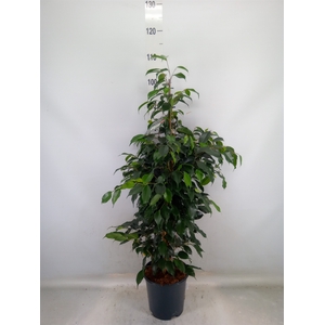 Ficus benja. 'Danielle'