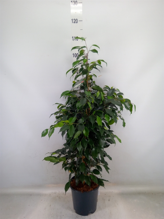<h4>Ficus benja. 'Danielle'</h4>
