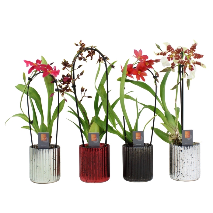 <h4>Inca Cambria mix Cascade 9cm in Glass</h4>