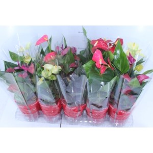 ANTHURIUM VARIADO P12