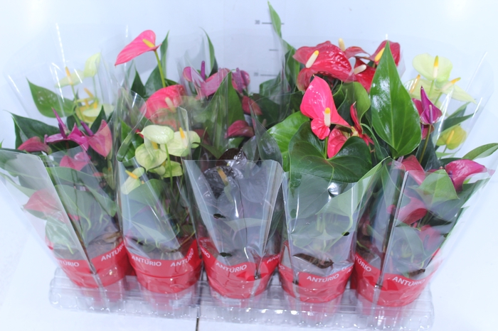 ANTHURIUM VARIADO P12