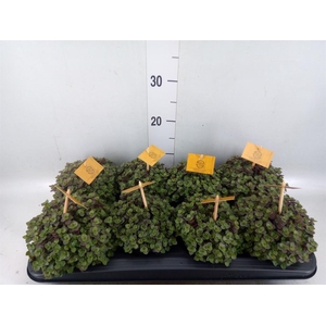 Callisia repens 'Turtle'