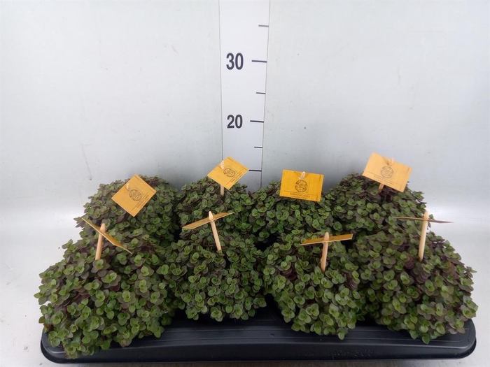 <h4>Callisia repens 'Turtle'</h4>