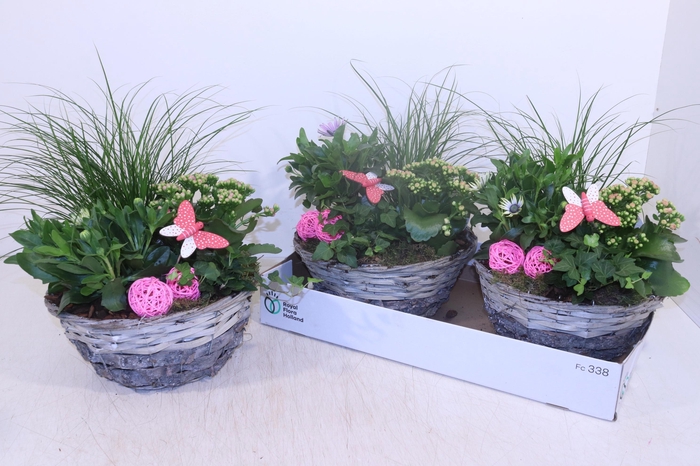 <h4>ARR TUINPLANTEN</h4>