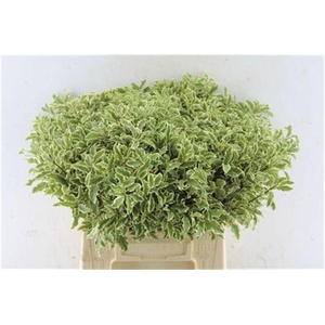 PITTOSPORUM BS