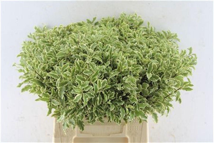 <h4>PITTOSPORUM BS</h4>