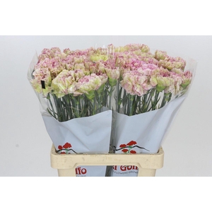 Dianthus St Lady Sheen