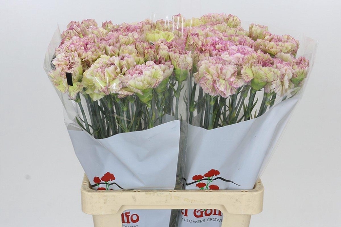 Dianthus St Lady Sheen