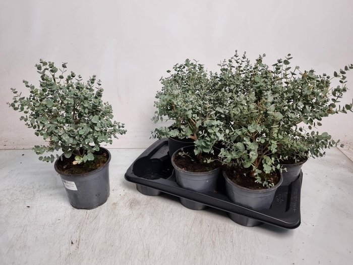 <h4>EUCAL GUNNII</h4>