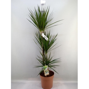 Dracaena marg.