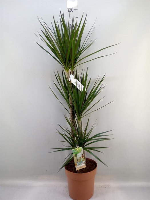 <h4>Dracaena marg.</h4>