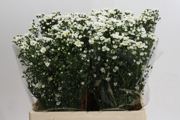 <h4>Aster Paquita</h4>